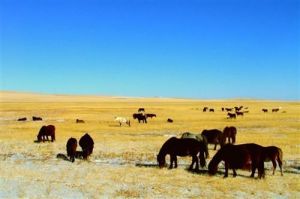 察汗淖爾草原度假村