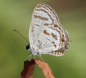 波太玄灰蝶 波太玄灰蝶