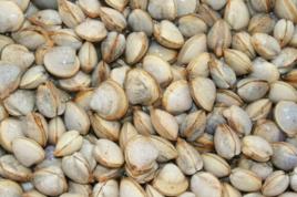 老河口白蛤 老河口白蛤