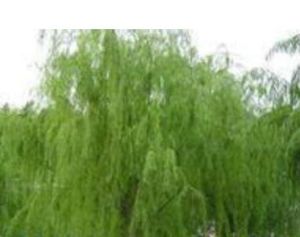 球果石泉柳 球果石泉柳