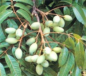 先天性肥厚性幽門狹窄