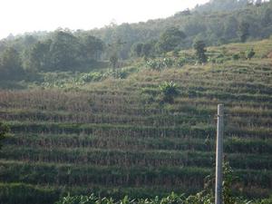 榕樹園自然村 榕樹園自然村