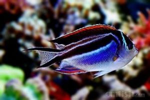 土耳其仙 土耳其仙