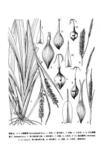 芒尖鱗薹草 芒尖鱗薹草