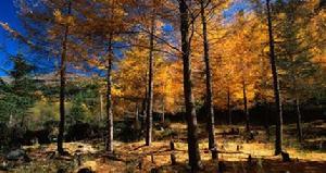 （圖）都江堰市