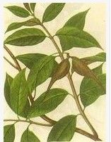 毛杜仲藤 毛杜仲藤