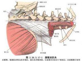 鋼板螺絲釘固定術 鋼板螺絲釘固定術