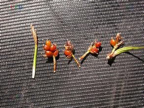 唐古拉薹草 唐古拉薹草