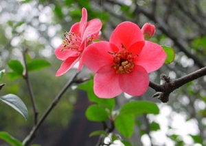 倭海棠木瓜花