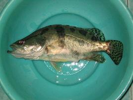 秋浦花鱖 秋浦花鱖