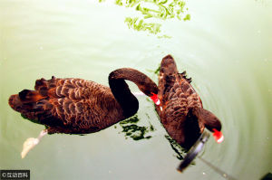 黑天鵝[天鵝屬動物]