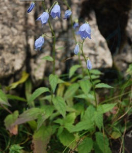 湖北沙參 湖北沙參