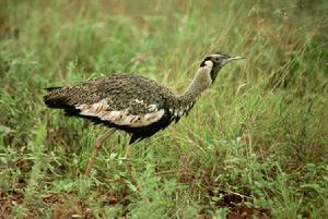 灰黑腹鴇 灰黑腹鴇