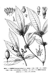 滇短萼齒木(原變種) 滇短萼齒木(原變種)