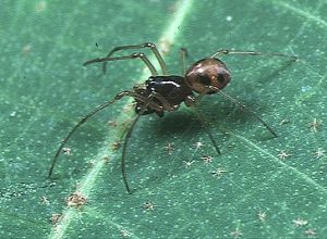 櫛齒鋸螯蛛 櫛齒鋸螯蛛