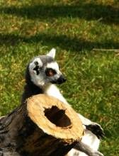 環尾熊貓屬 環尾熊貓屬