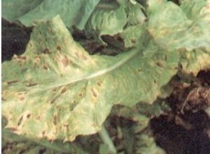 生菜輪紋病 生菜輪紋病