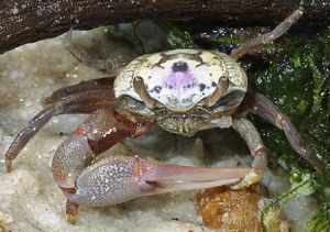 大西洋砂招潮蟹 大西洋砂招潮蟹