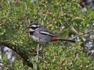 黑領歌鵐 黑領歌鵐