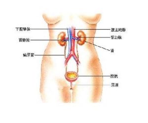B肝性腎炎 B肝性腎炎