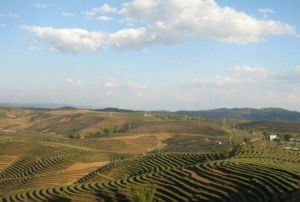 大渡崗萬畝茶園 大渡崗萬畝茶園