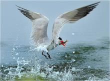 紅嘴巨鷗 紅嘴巨鷗