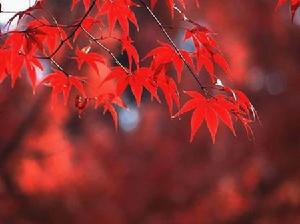 圭峰登高 圭峰登高