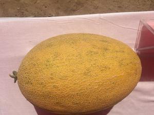 103團甜瓜 103團甜瓜