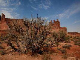 紅色荒漠 紅色荒漠
