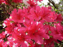 希諾德吉麗杜鵑