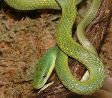 綠錦蛇