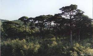 江西井岡山自然保護區