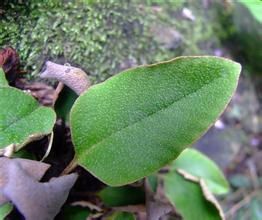 寬尾石韋 寬尾石韋