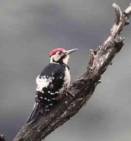 白背啄木鳥台灣亞種