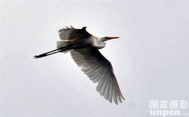 國風·唐風·鴇羽 國風·唐風·鴇羽