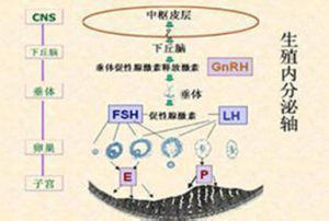 促黃體生成素 促黃體生成素
