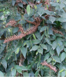 小葉爬岩香 小葉爬岩香