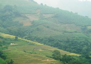 阿碑村香蕉種植