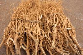 桃溪石參 桃溪石參