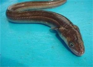 大口鰻鱺 大口鰻鱺