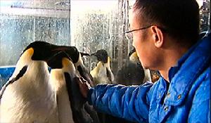 （圖）皇帝企鵝