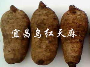 宜昌天麻基地 宜昌天麻基地