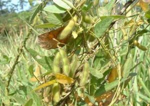 捲毛豇豆 捲毛豇豆