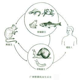 廣州管圓線蟲 廣州管圓線蟲