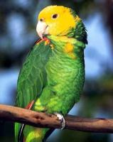 黃頭亞馬孫鸚哥