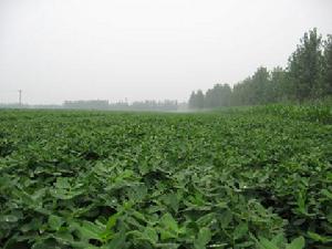 中李付莊村 中李付莊村