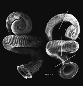 百轉蝸牛 百轉蝸牛