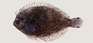 寬額短額鮃 寬額短額鮃