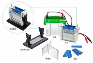等電聚膠電泳 等電聚膠電泳