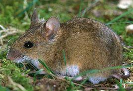 老鼠[齧齒目動物]
